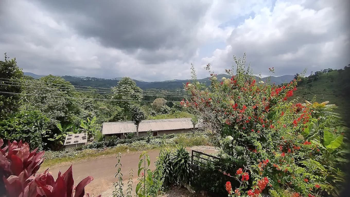The tea-garden valley near Gramina Resort, Vagamon